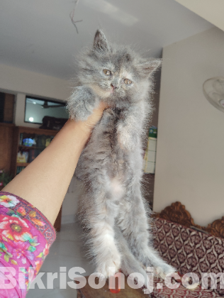 Traditional persian kitten